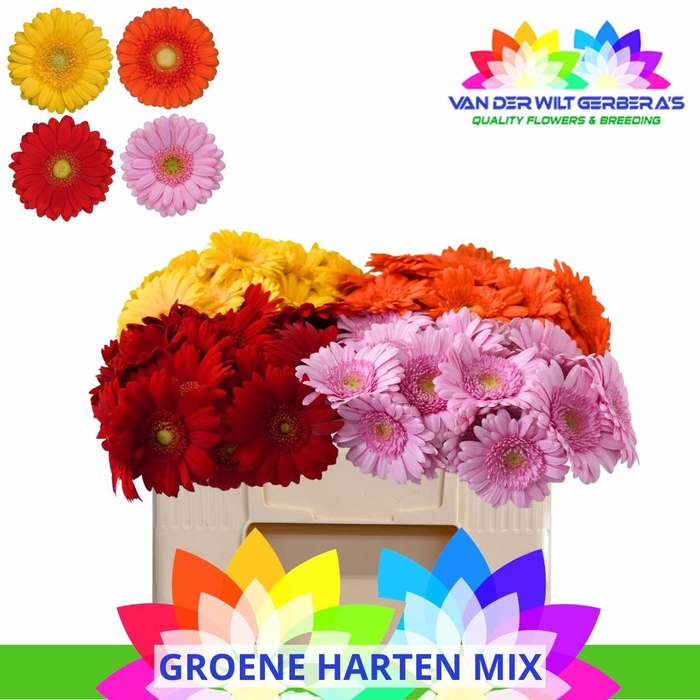 <h4>GE MI GEM</h4>