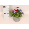 Viola Bellis 13 cm Deep Blue, Red