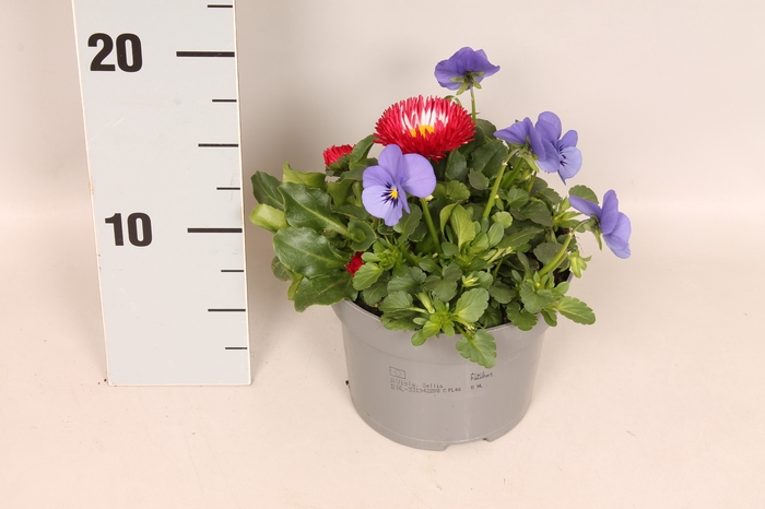Viola Bellis 13 cm Deep Blue, Red