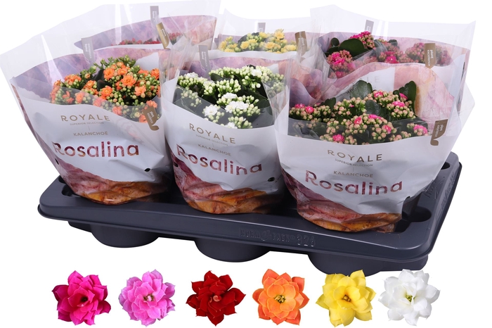 <h4>Kalanchoe blos. 'RoyalDon'   ..mix</h4>