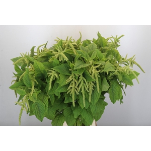 Amaranthus caudatus 'Viridis'
