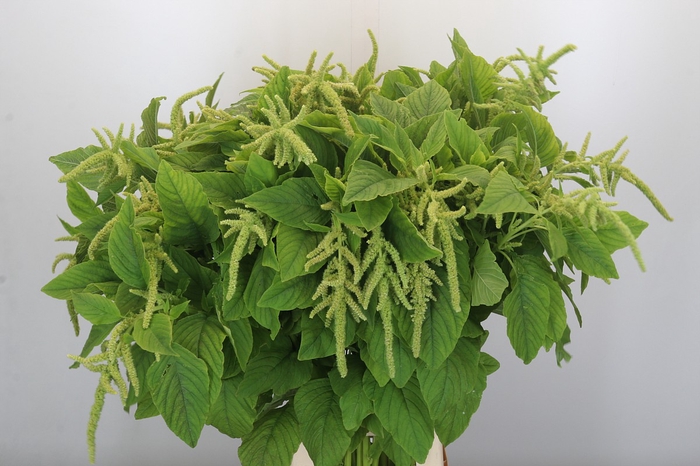 Amaranthus caudatus 'Viridis'