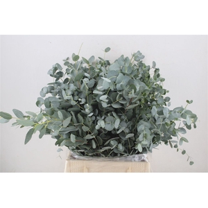Euca Gunny Short 150gr P Bunch