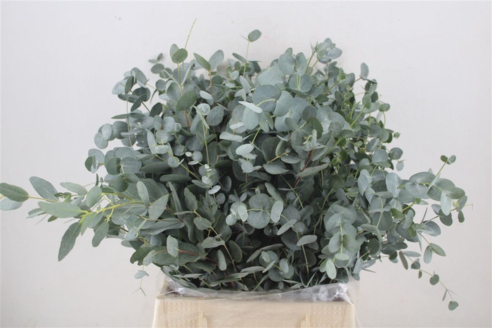<h4>Euca Gunny Short 150gr P Bunch</h4>