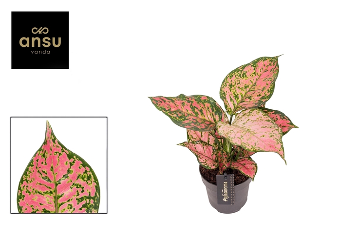 <h4>Aglaonema Crimson Love</h4>