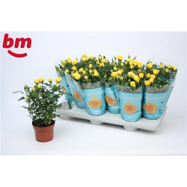 <h4>Rosa Amazing Jewel Beau Monde Yellow (10,5 cm)</h4>