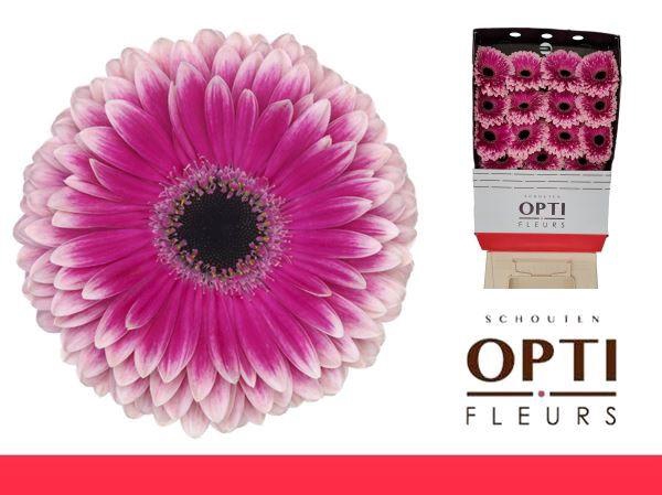 <h4>Gerbera Prelude Diamond</h4>