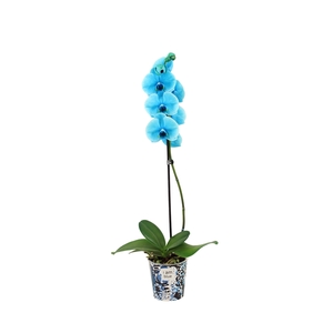 Potcover I Am Blue Phal I Am Ocean Blue 1T9+