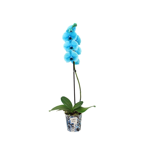 <h4>Potcover I Am Blue Phal I Am Ocean Blue 1T9+</h4>