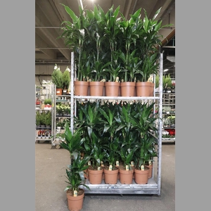 Dra Frag Janet Craig