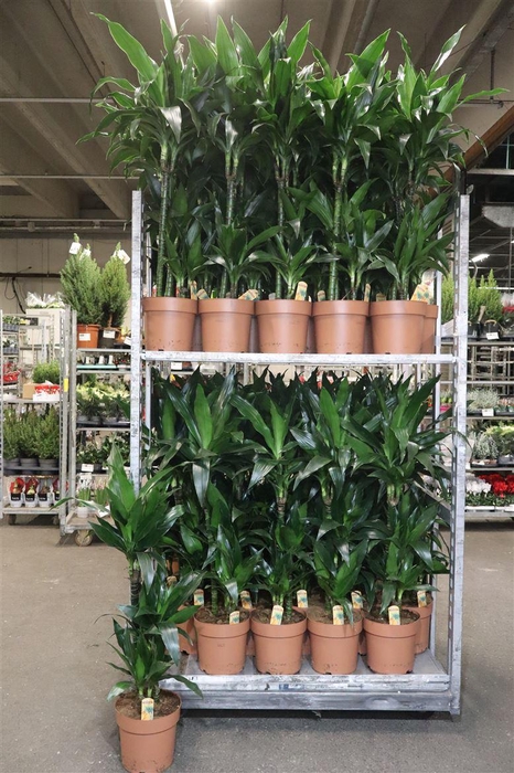 <h4>Dra Frag Janet Craig</h4>