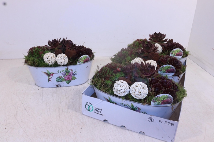 <h4>ARR SEMPERVIVUM</h4>