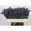 Eryngium Blue Dynamite