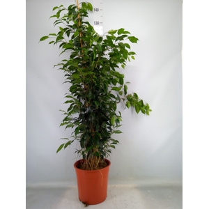 Ficus benja. 'Danielle'