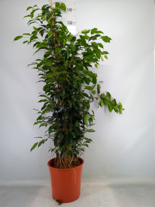 <h4>Ficus benja. 'Danielle'</h4>