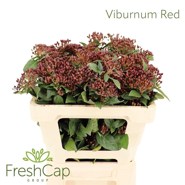 <h4>Viburnum Red</h4>