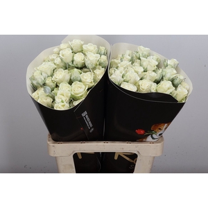 Wax-Rozen Wax Tros Wit