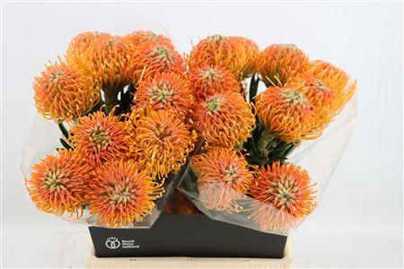<h4>LEUCOS AYOBA SUN</h4>