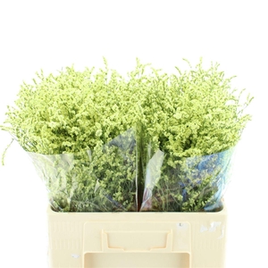 Limonium Joy Yellow