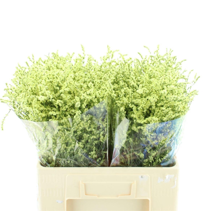 Limonium Joy Yellow