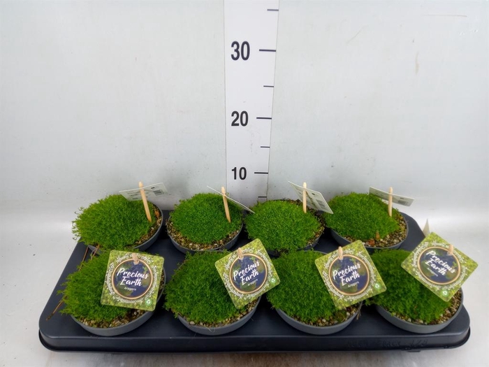 <h4>Sagina subulata</h4>