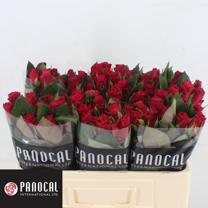 <h4>R GR TACAZZI+</h4>