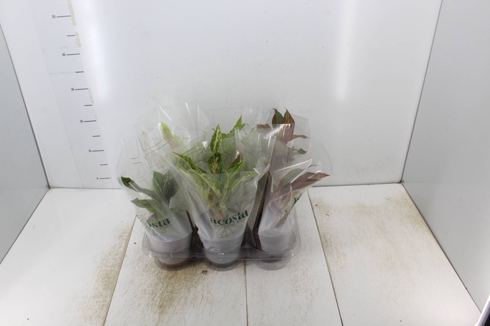 <h4>AGLAONEMA VARIADA P12</h4>