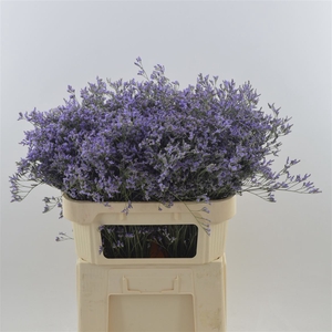 Limonium Maine Blue