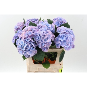 Hydr M Ch Marsepe Bl