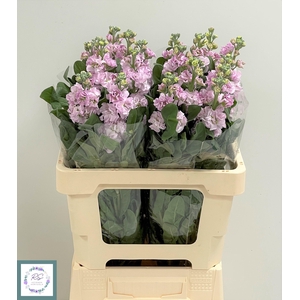 MATTH IRON CHERRY BL