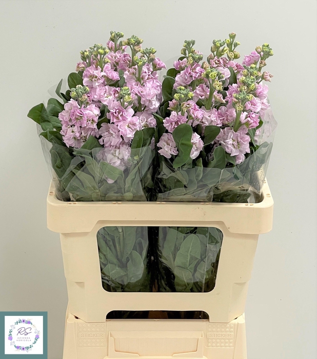 <h4>MATTH IRON CHERRY BL</h4>