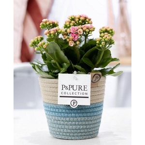 Kalanchoe pink in P&PURE Fashionpot Valerie