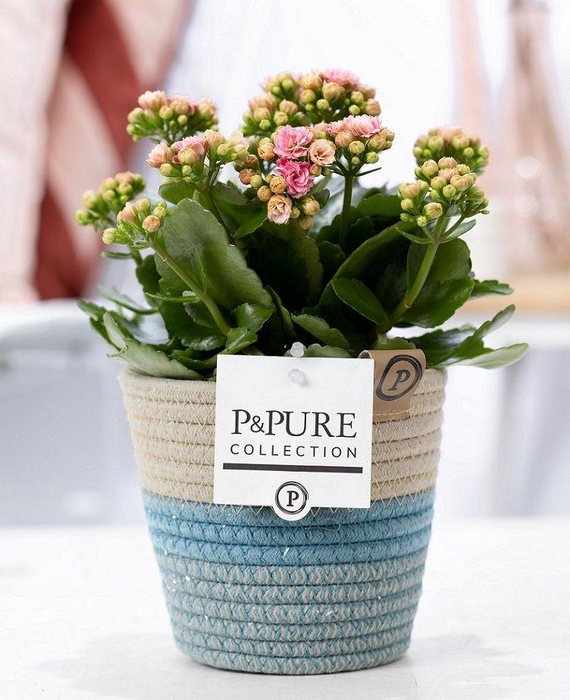 <h4>Kalanchoe pink in P&PURE Fashionpot Valerie</h4>