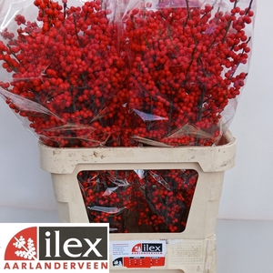 Ilex verticillata red