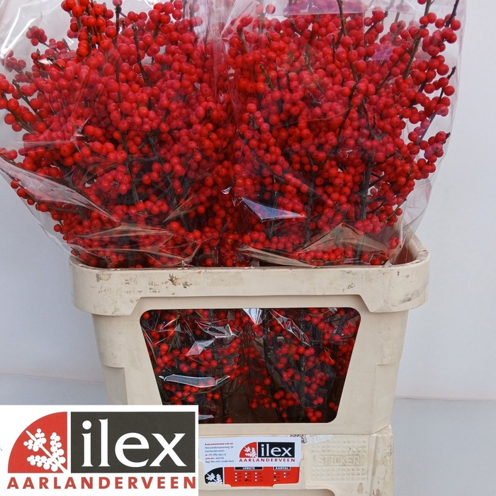 <h4>Ilex verticillata red</h4>
