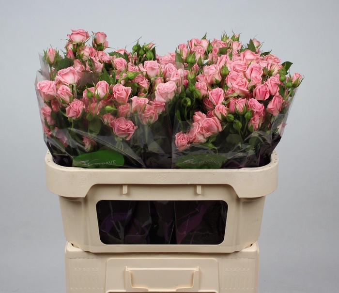 <h4>R TR ODILIA</h4>