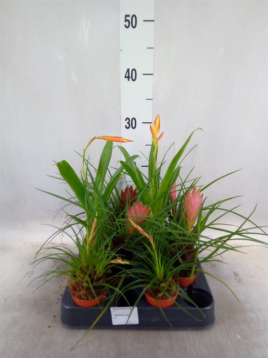 <h4>Tillandsia  ...mix</h4>