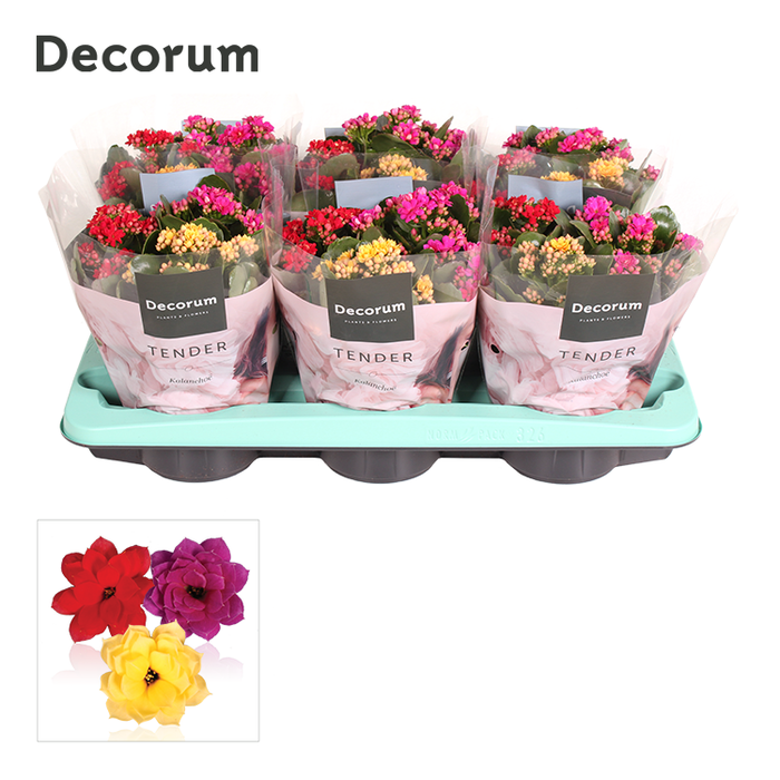 <h4>Kalanchoe Decorum TENDER - Carnaval</h4>