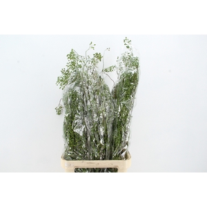 ROSA CORALLO GREEN 110CM