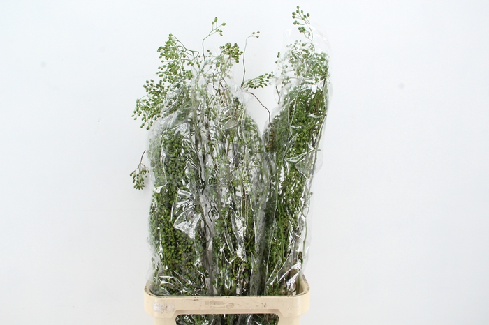 <h4>ROSA CORALLO GREEN 110CM</h4>