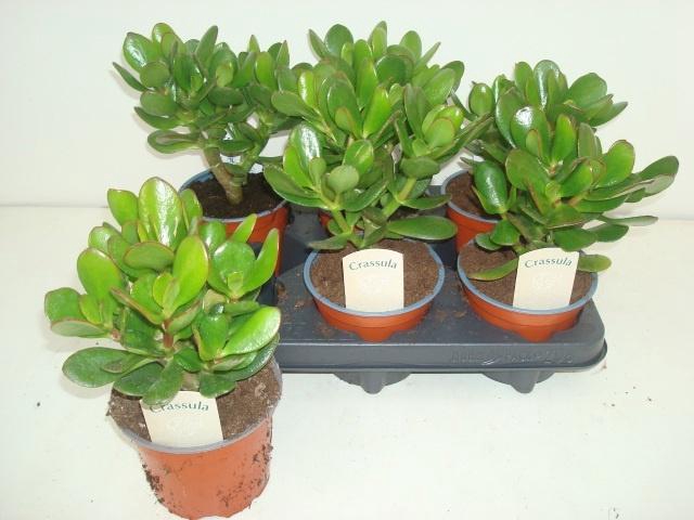 <h4>CRASS OVATA</h4>