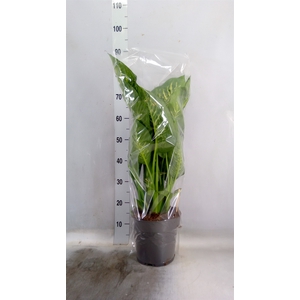 Dieffenbachia seg. 'Reeva'