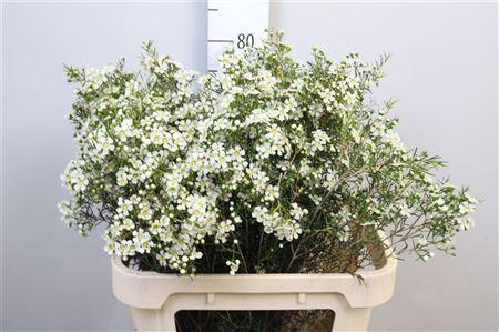 <h4>Chame Un Ofir</h4>