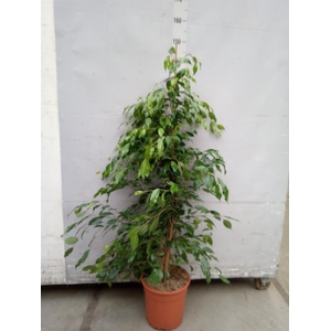 Ficus benja. 'Exotica'