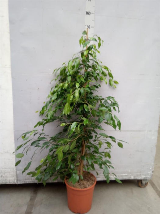 <h4>Ficus benja. 'Exotica'</h4>