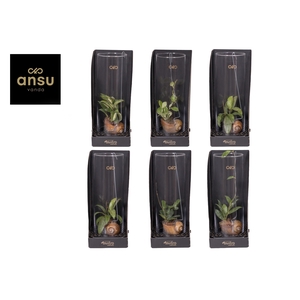 Invitro Collection - Hoya Mix (in klein fust)