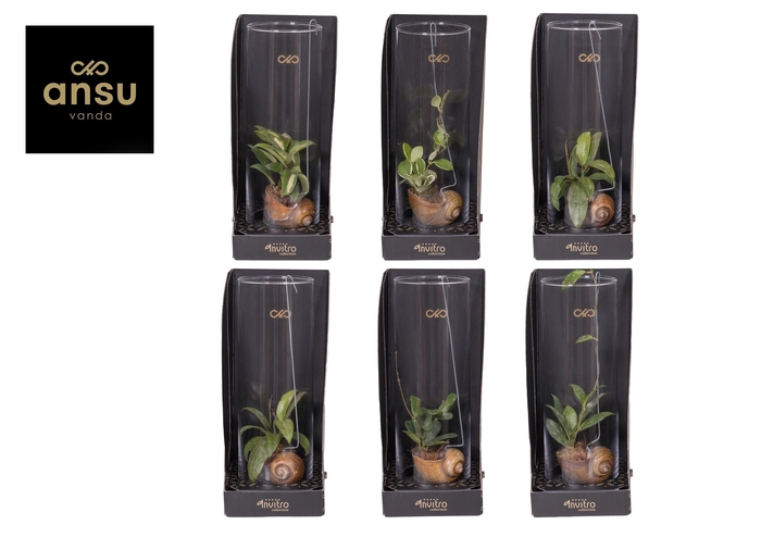 <h4>Invitro Collection - Hoya Mix (in klein fust)</h4>