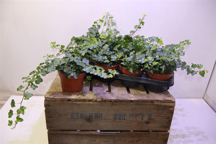 <h4>arr8 Hed He Wonder</h4>