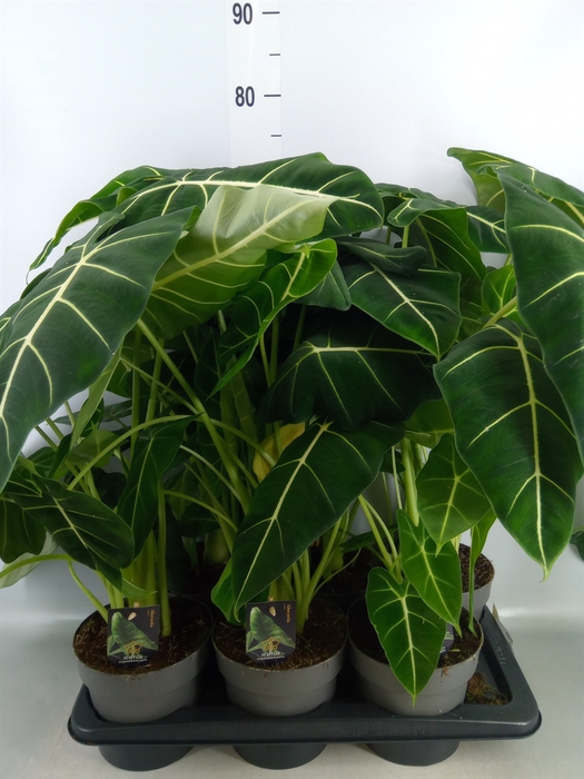 <h4>Alocasia   ...</h4>
