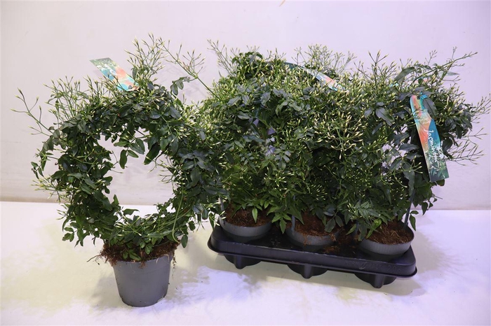 <h4>arr8 Jasm Polyanthum Wit</h4>